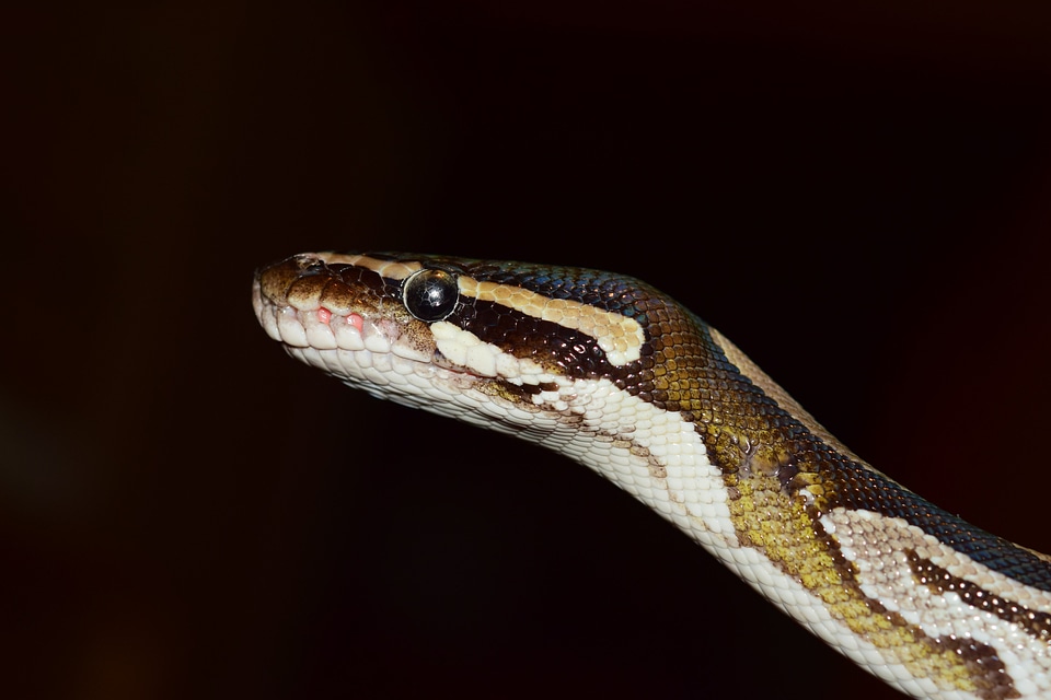 Animal biology brown