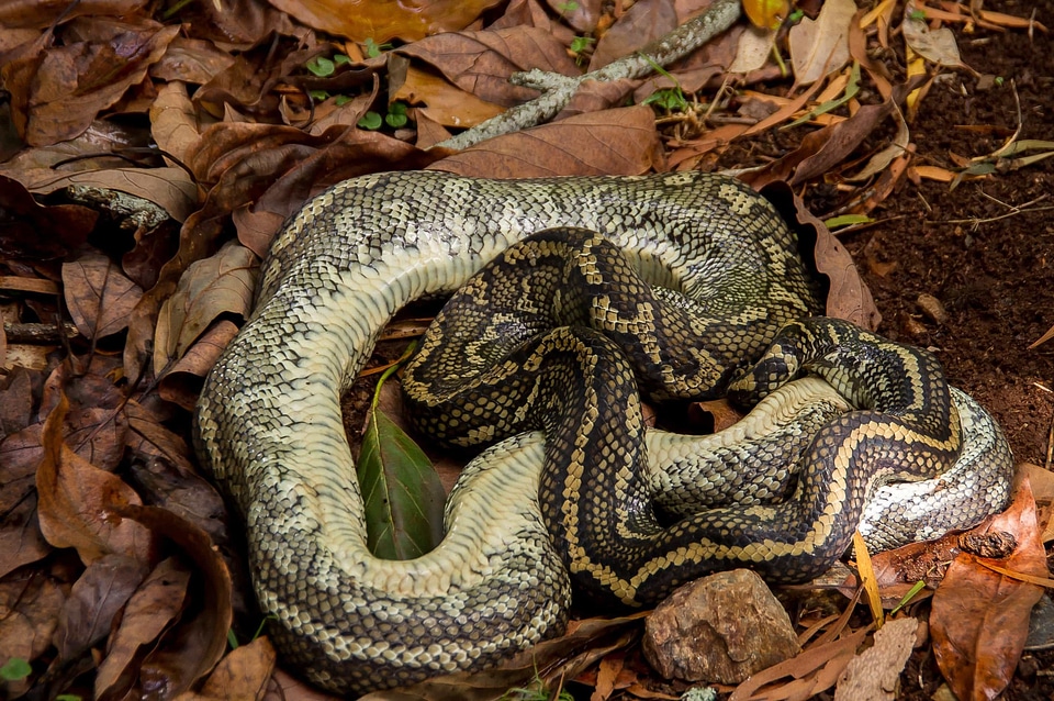 Animal biology brown