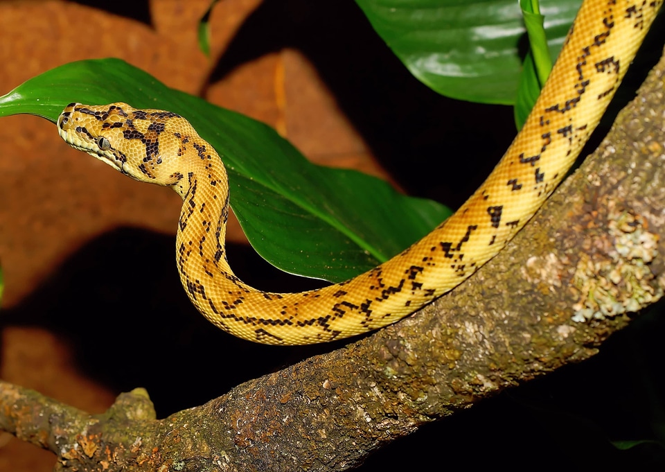 Animal biology brown