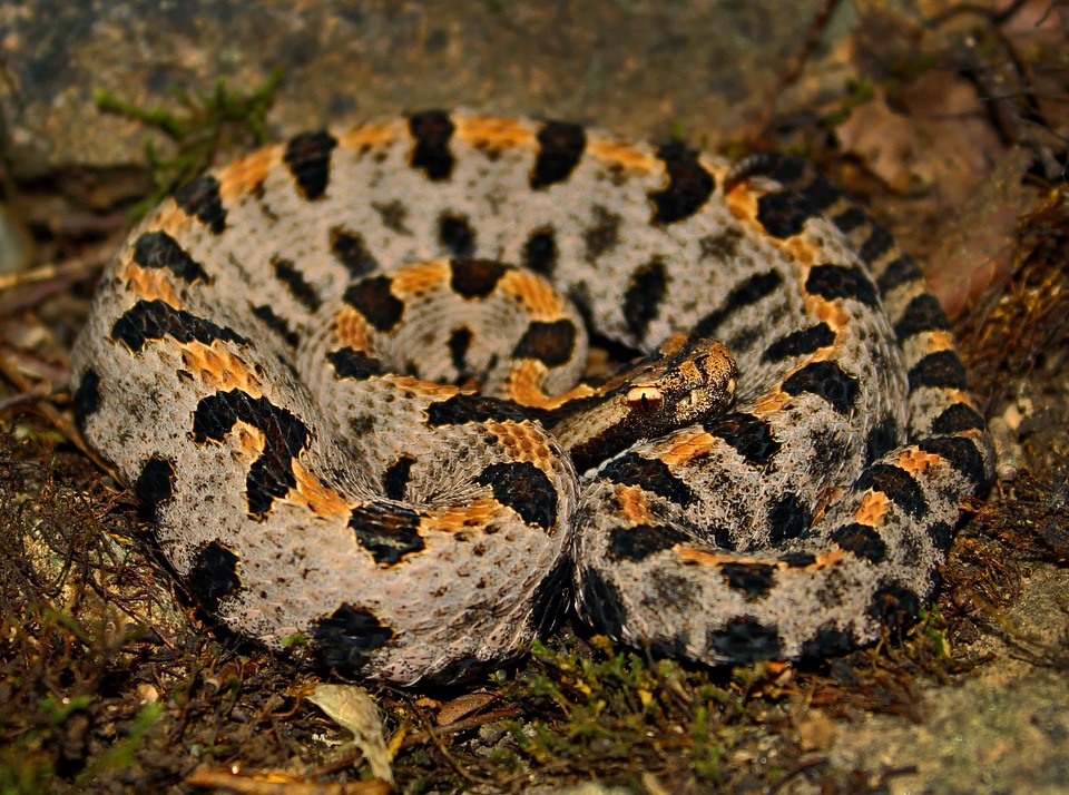 Animal biology brown