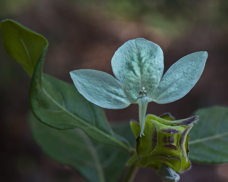 Beautiful beautiful flowers biology
