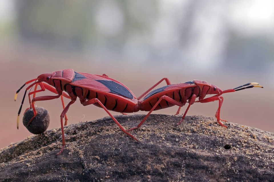 Animal arthropod beautiful