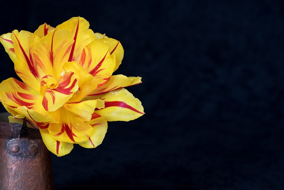 Beautiful beautiful flowers beautiful image
