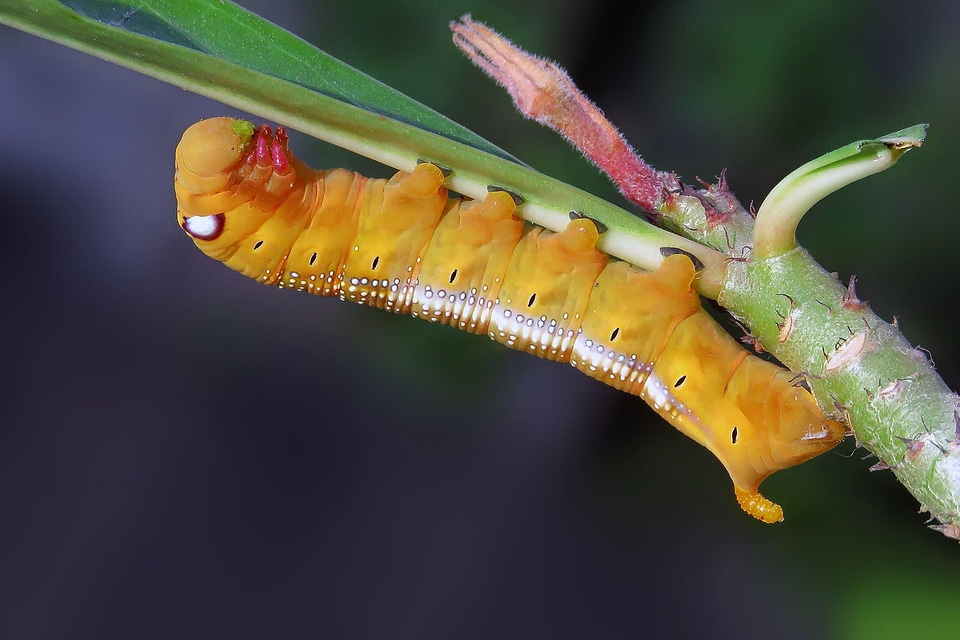 Animal arthropod beautiful