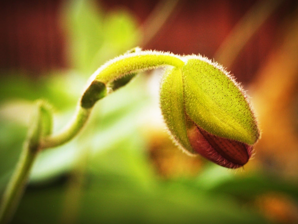 Beautiful Flowers biology blooming