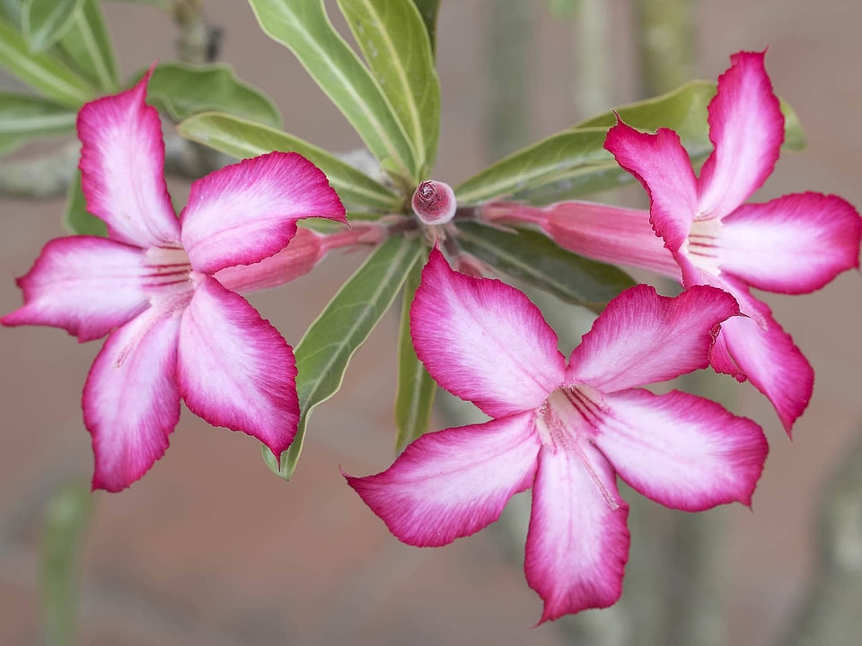 Beautiful beautiful flowers biology