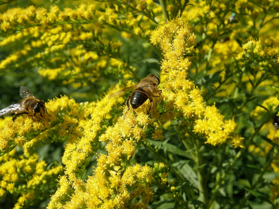 Bug yellow bee photo