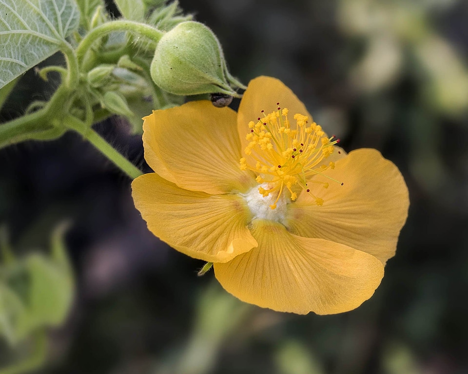 Beautiful Flowers biology bloom
