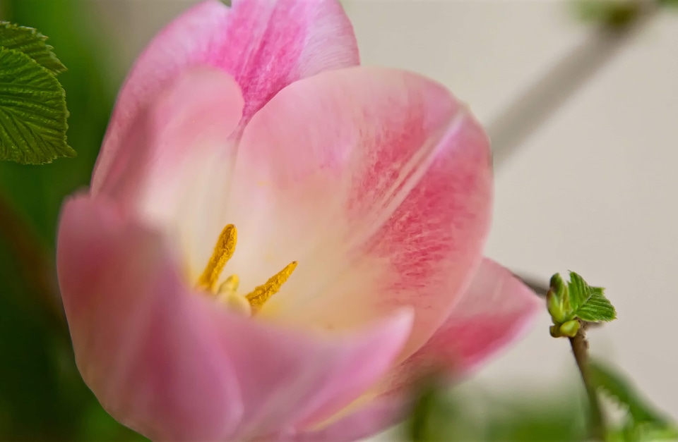 Beautiful beautiful flowers biology
