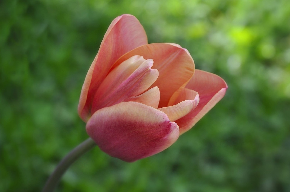 Beautiful beautiful flowers beautiful photo
