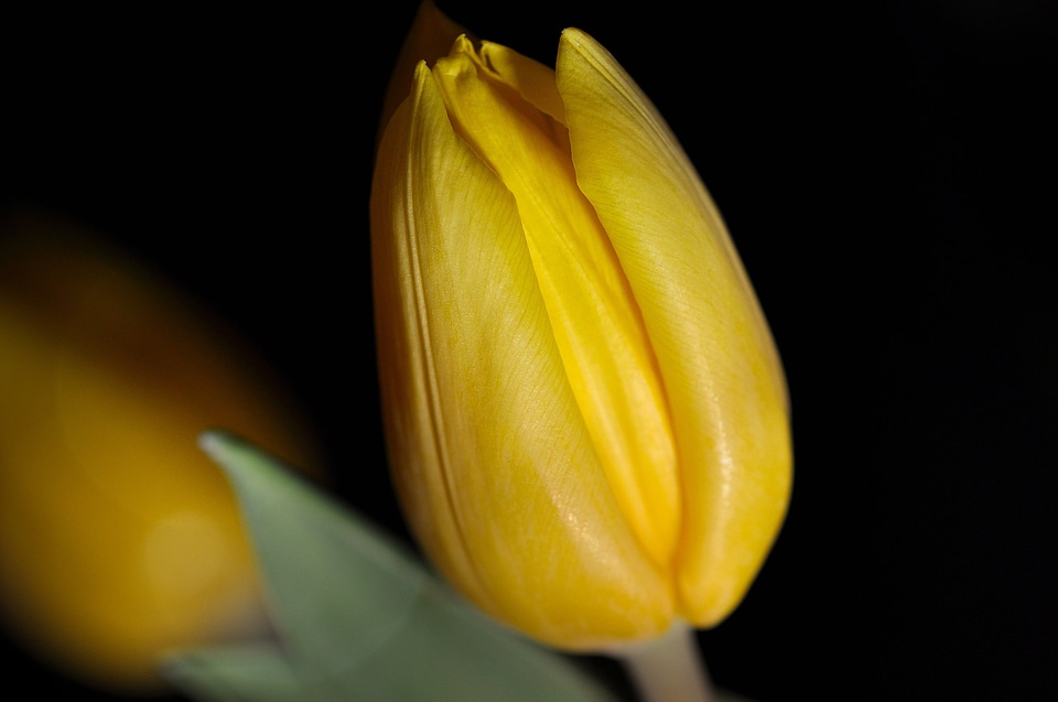 Beautiful beautiful flowers beautiful photo