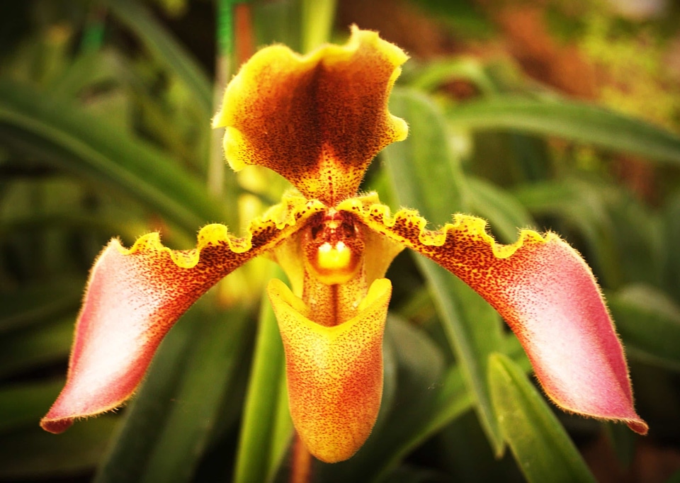 Beautiful beautiful flowers biology