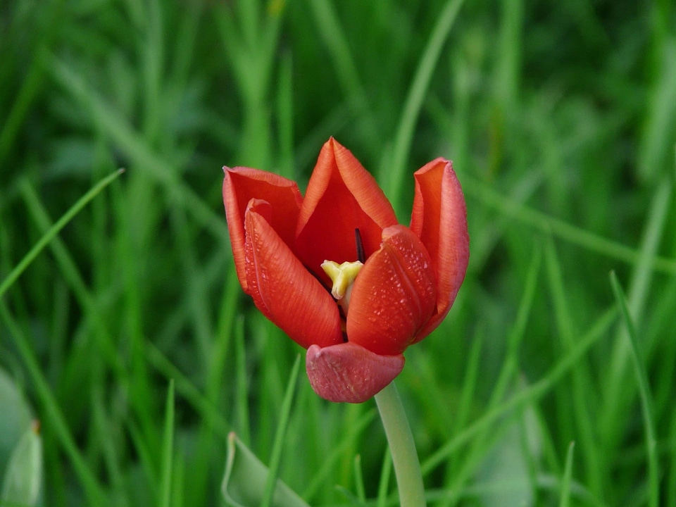 Beautiful Flowers biology bloom