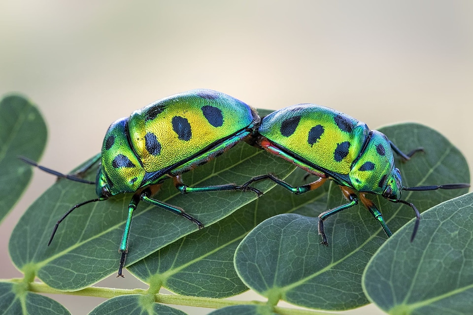 Animal arthropod beautiful