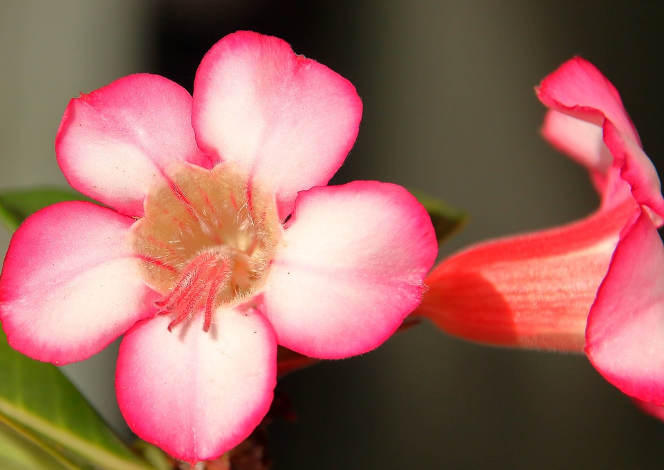 Beautiful biology botany