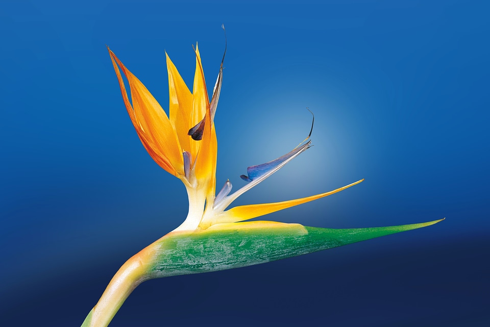 Beautiful beautiful flowers biology