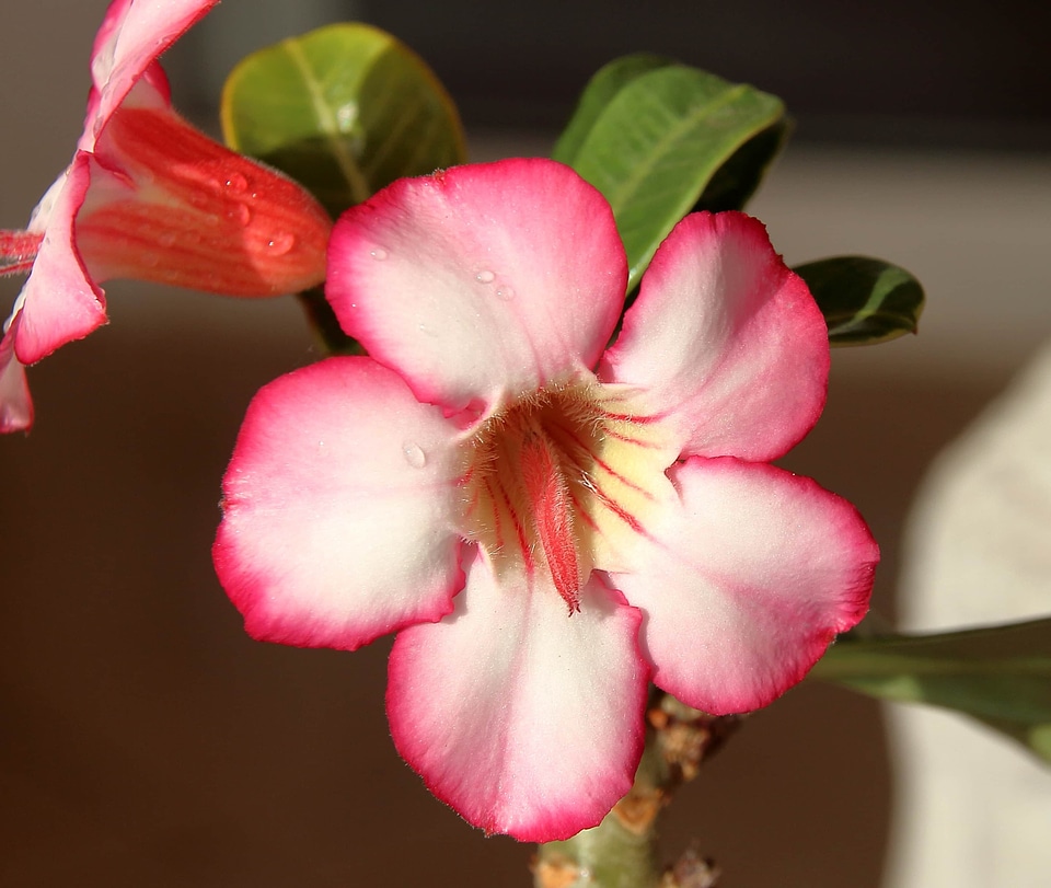 Beautiful beautiful flowers biology