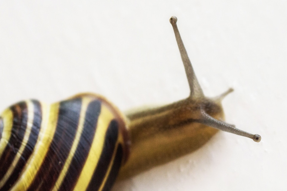 Animal arthropod biology