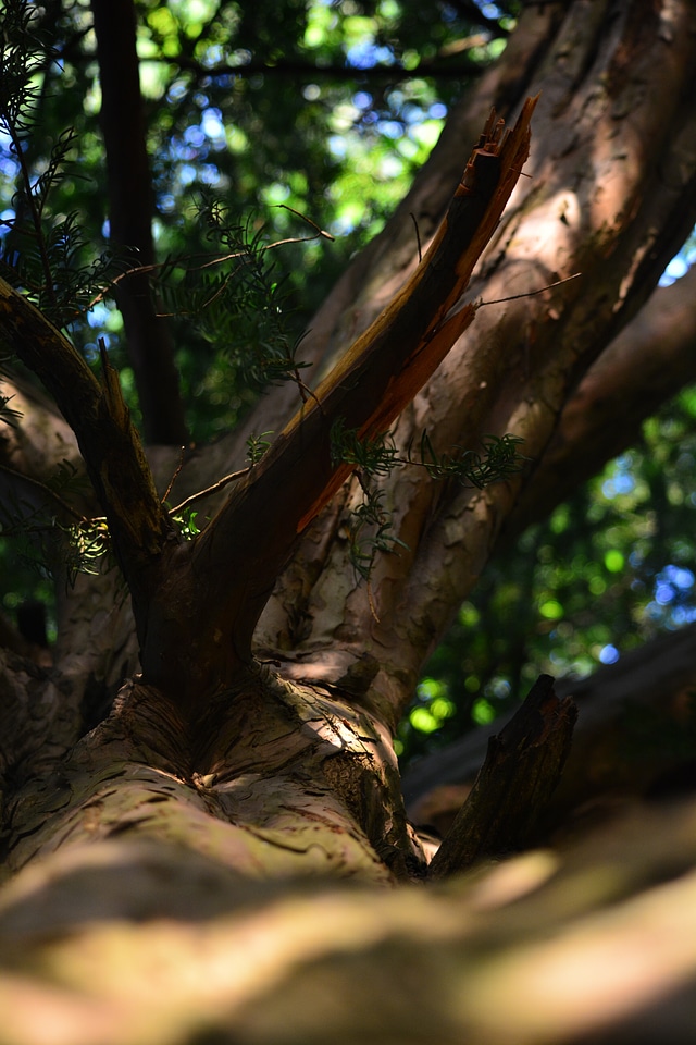 Wood nature log