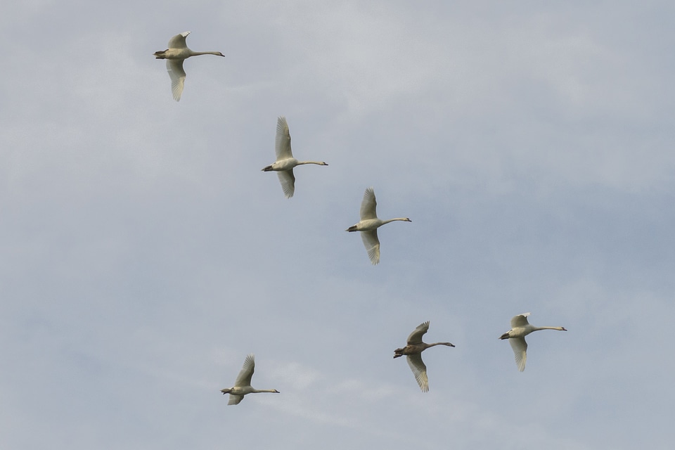 Air animal aquatic bird