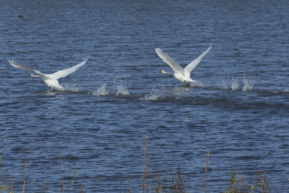 Animal aquatic bird avian photo