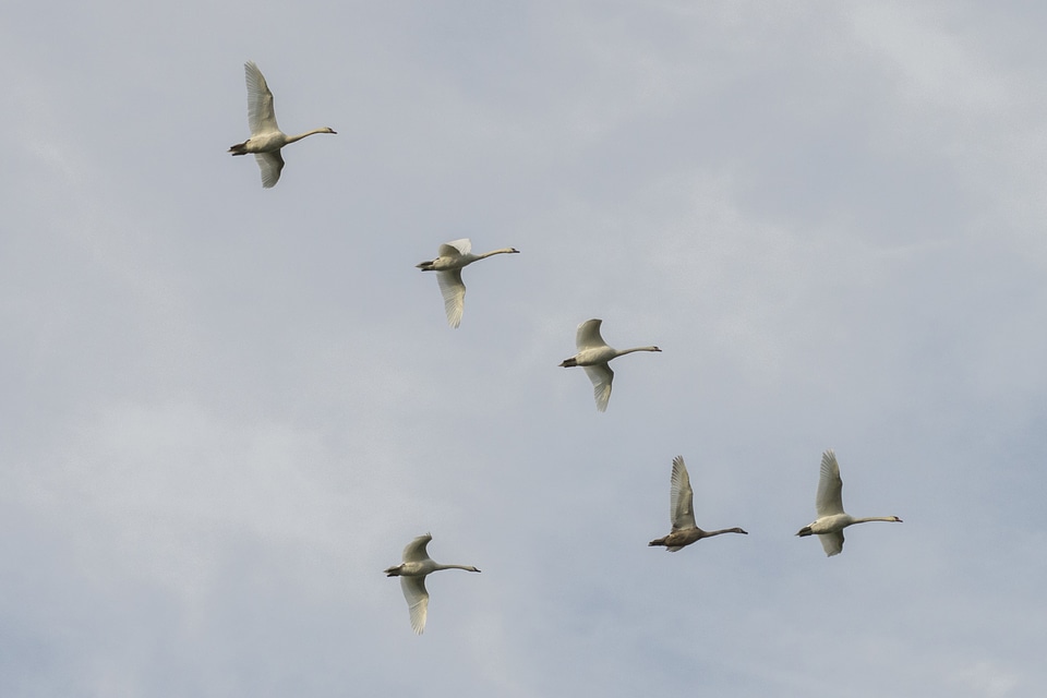 Air animal aquatic bird