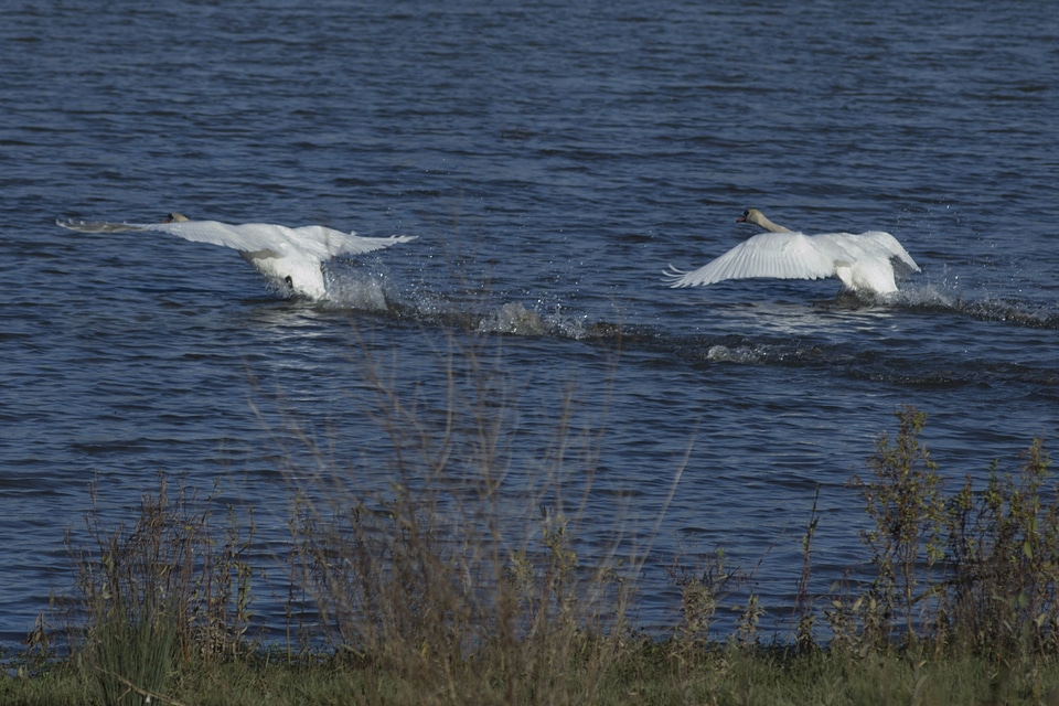 Animal aquatic bird avian