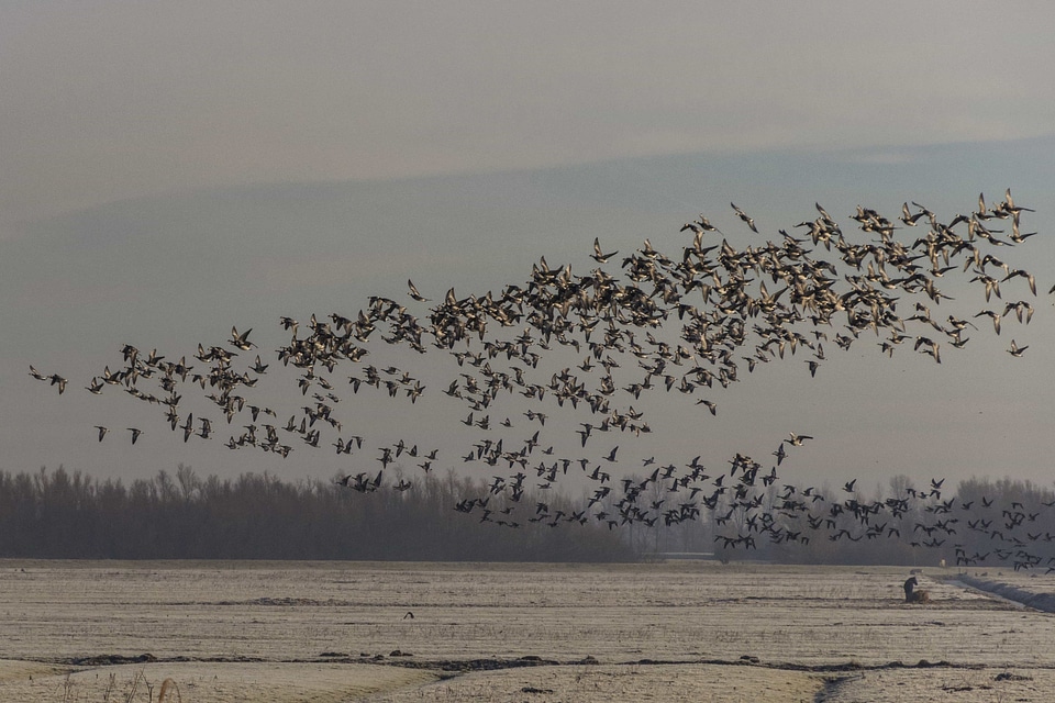 Animal avian basin
