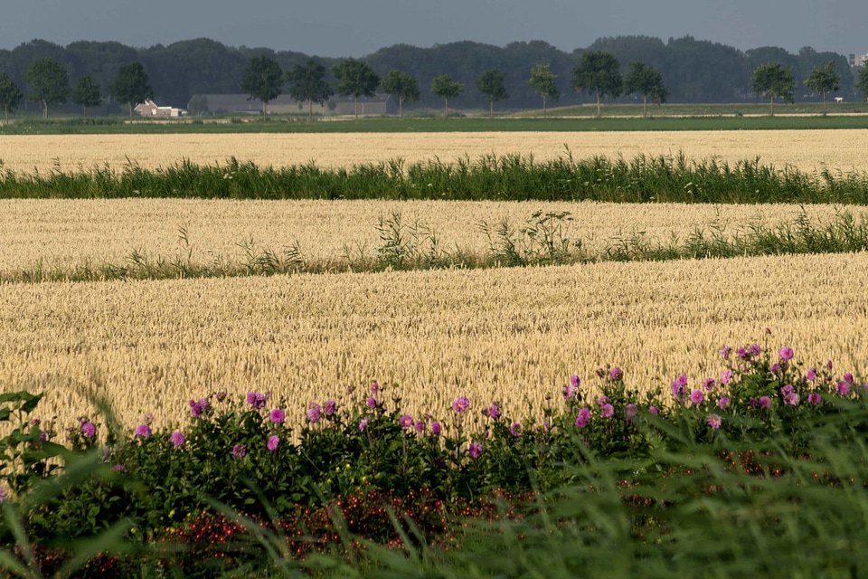 Agriculture cereal cloud