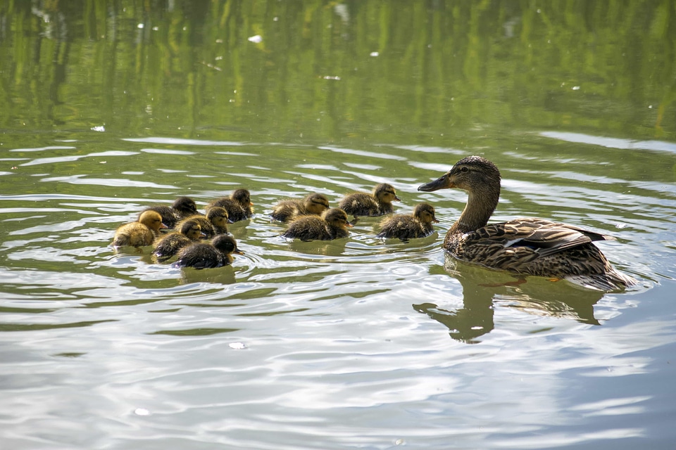 Animal animals aquatic bird