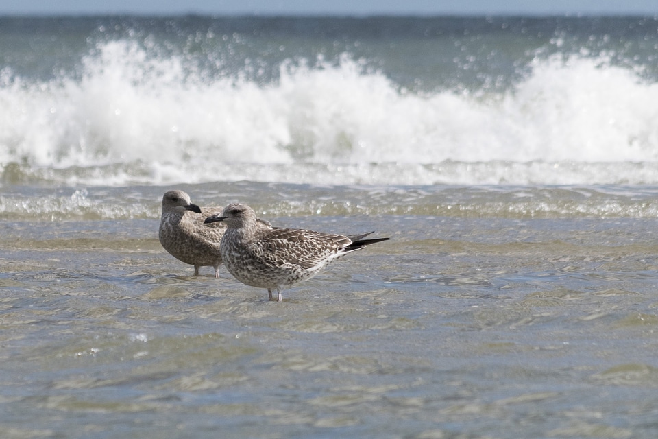 Animal avian beach