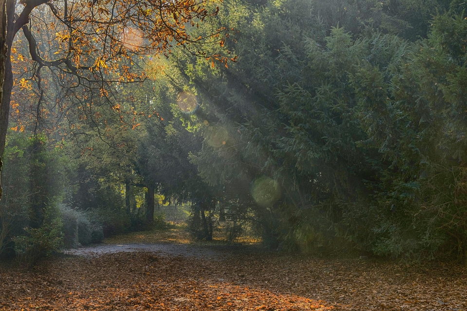 Autumn autumn season beautiful photo
