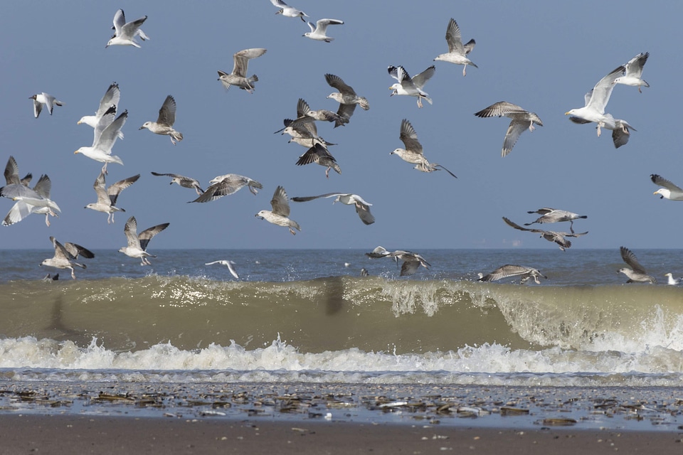 Animal avian beach