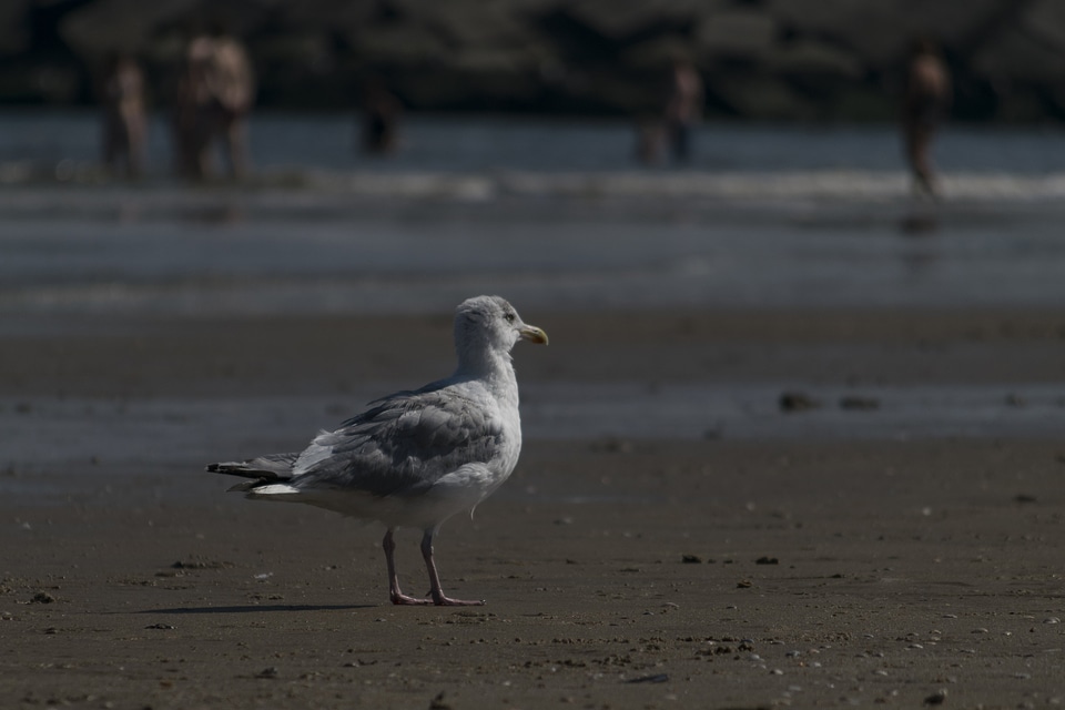 Animal avian beach