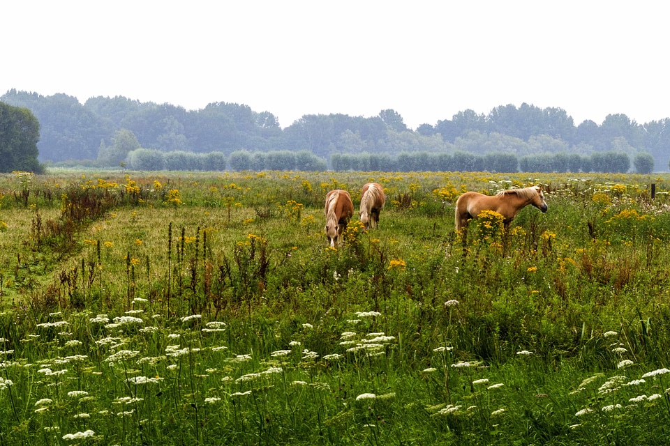 Agriculture animal cloud