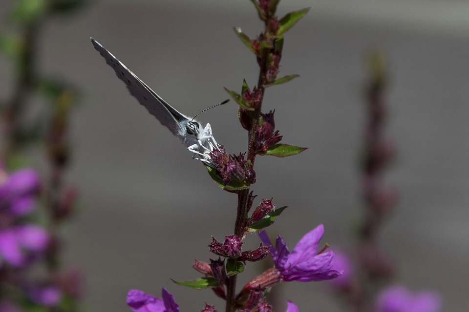 Animal arthropod beautiful flowers