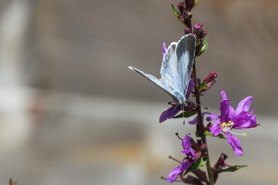 Animal arthropod beautiful flowers