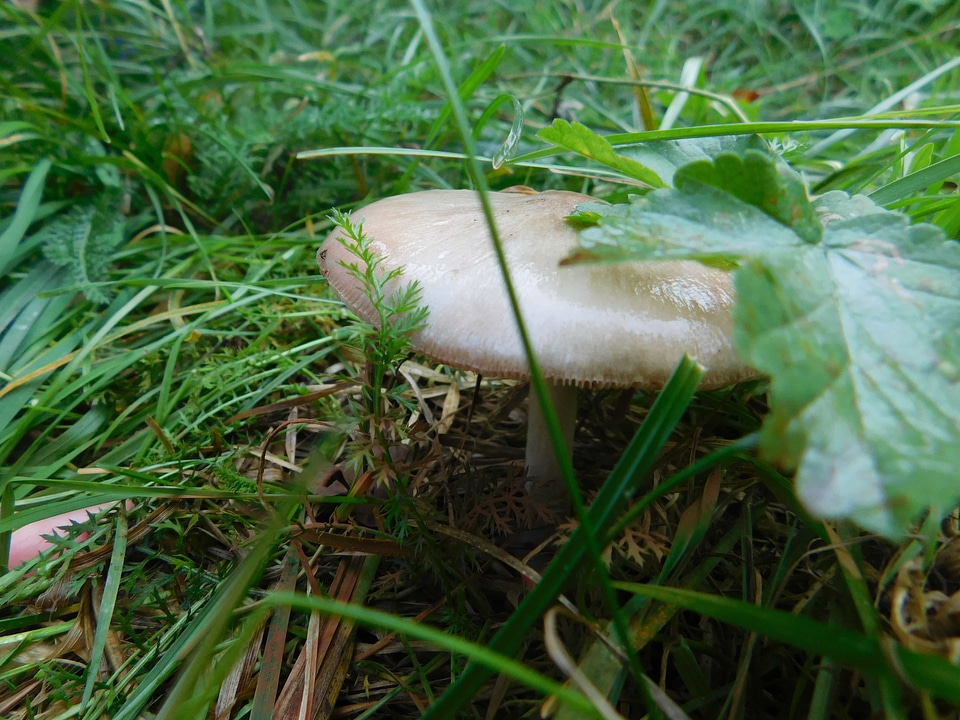 Ecology environment foliage
