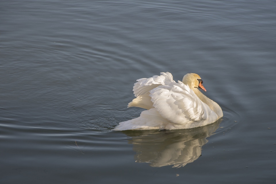 Animal animals aquatic bird