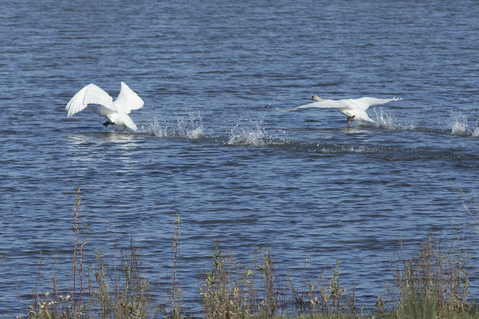 Animal animals aquatic bird
