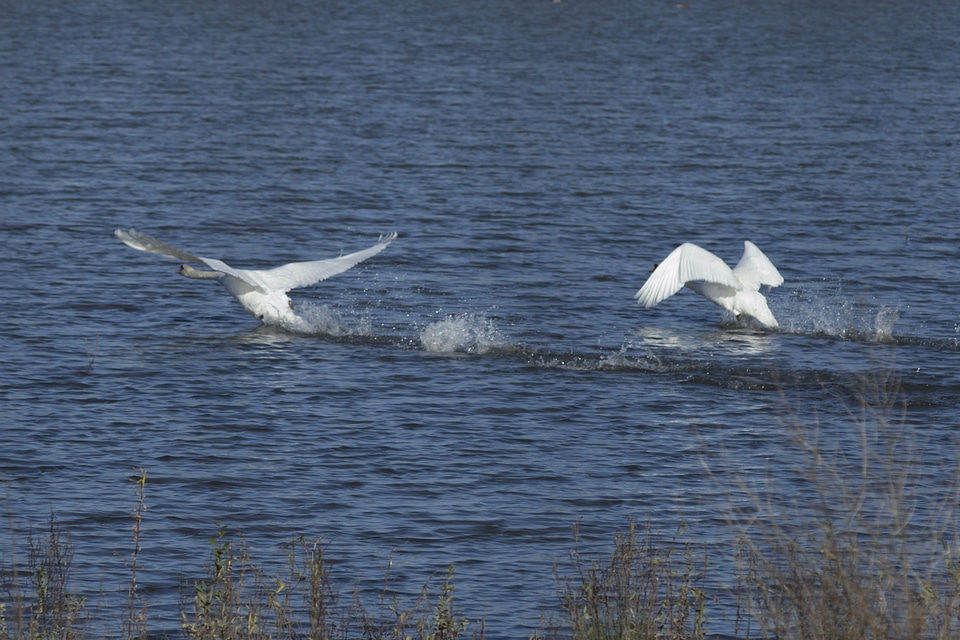 Animal animals aquatic bird