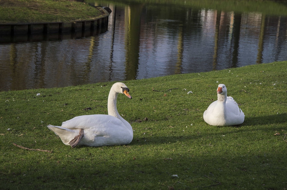 Animal animals aquatic bird