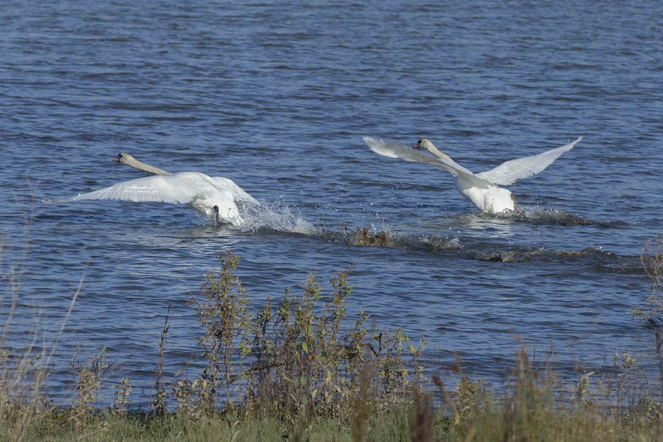 Animal animals aquatic bird