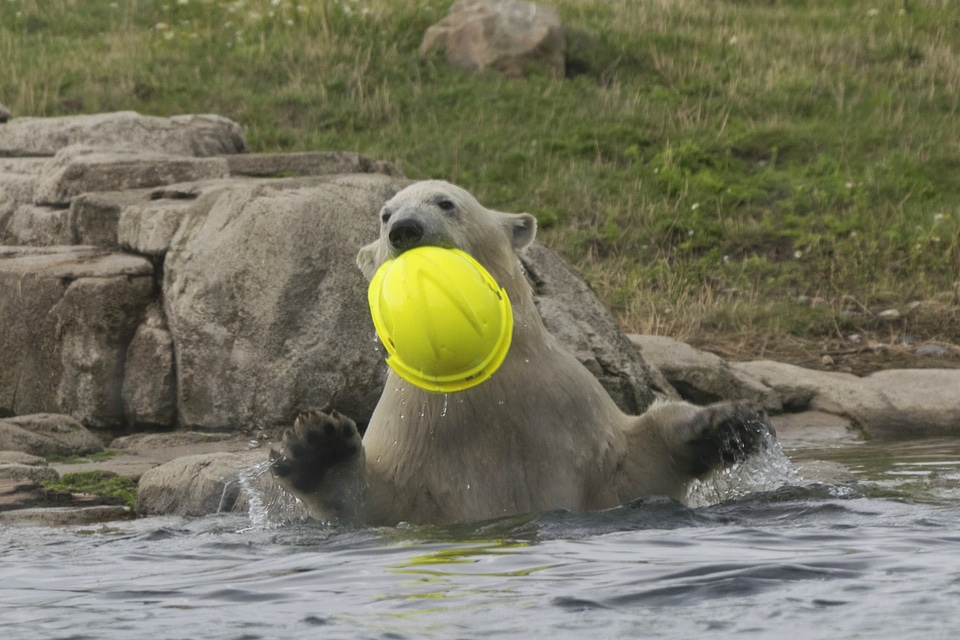 Animal bear beautiful photo