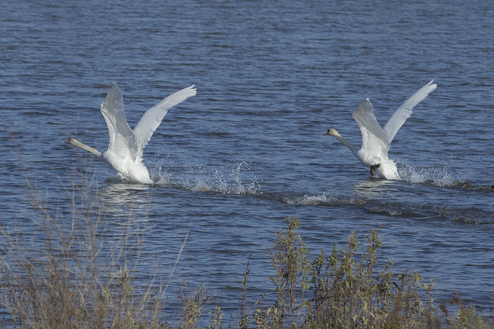 Animal animals aquatic bird