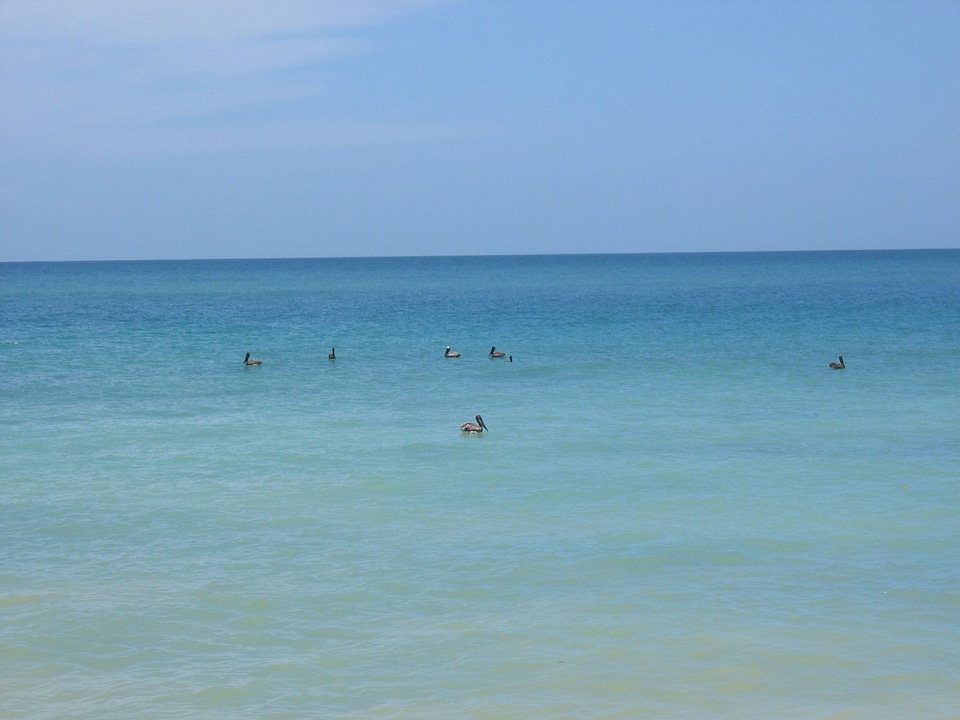 Birds blue swim