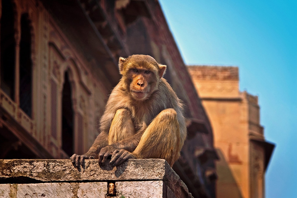 Animal architecture beautiful image