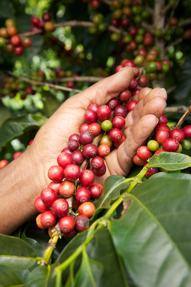 Coffee coffe sugar