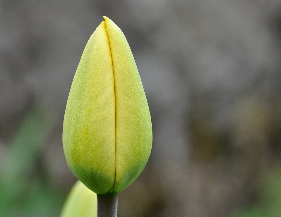 Beautiful Flowers biology bloom