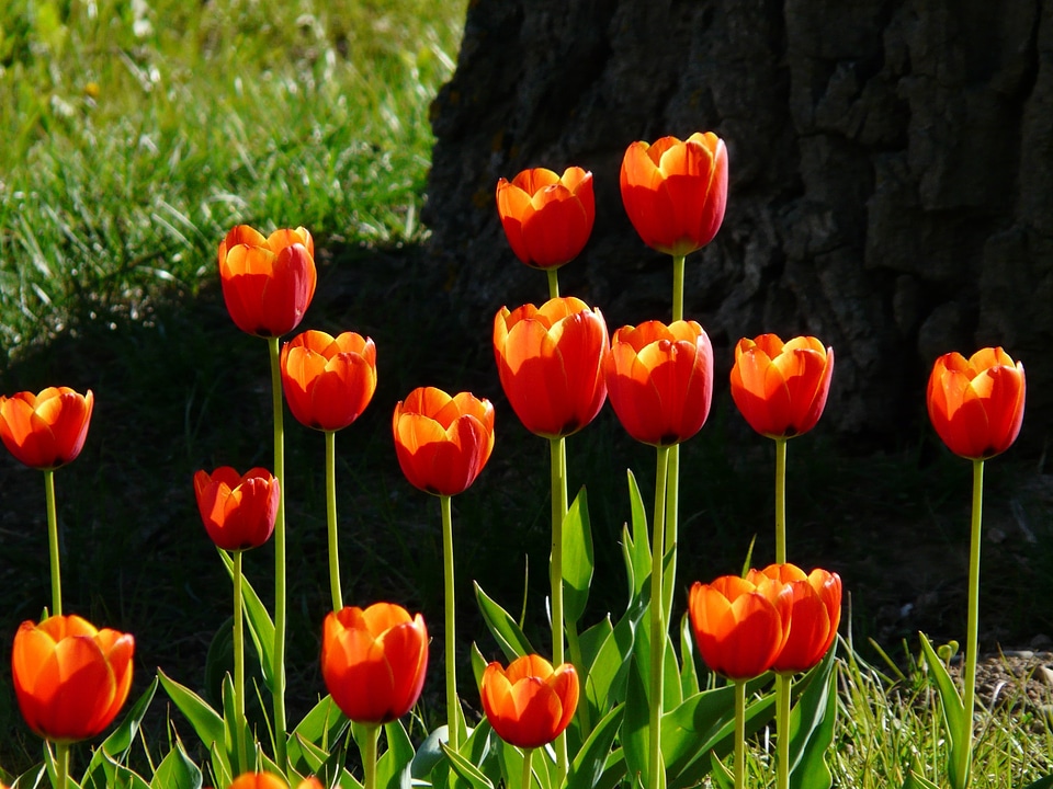 Beautiful Flowers biology bloom